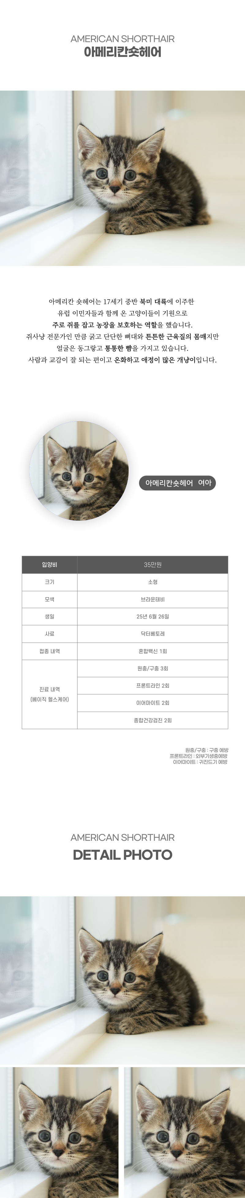 아메리칸숏헤어_상세이미지_2